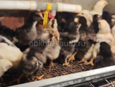 Продам цеплят от 250 до 500 р от 3 х недель до 2 м