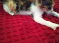 Котенок в добрые  руки