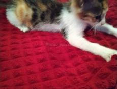 Котенок в добрые  руки