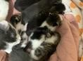 Отдам котят в хорошие руки !