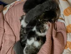 Отдам котят в хорошие руки !