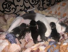 Отдам котят в хорошие руки !