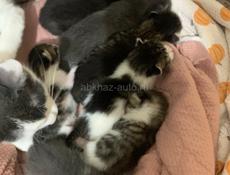 Отдам котят в хорошие руки !