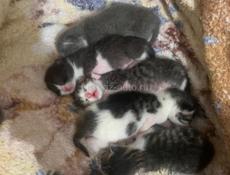 Отдам котят в хорошие руки !