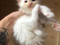 Котята Мейн Кун