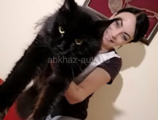 Котята Мейн Кун