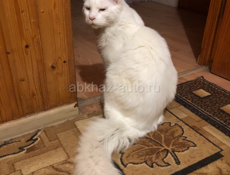 Котята Мейн Кун