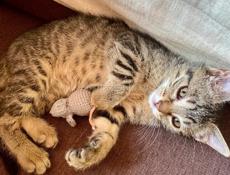 Кошечка в добрые руки 