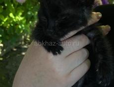 отдаем котенка(мальчика) в добрые руки 