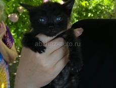 отдаем котенка(мальчика) в добрые руки 