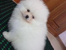 Щенки шпица 💞💞💞💞💞💞💞💞💞
