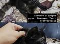 Красивейший котенок в подарок! СУХУМ , ГУДАУТА 