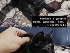 Красивейший котенок в подарок! СУХУМ , ГУДАУТА 
