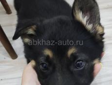 Щенки немецкой овчарки