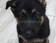 Щенки немецкой овчарки