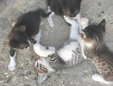 Отдам котят в добрые руки 
