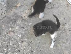 Отдам котят в добрые руки 