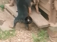 Щенки сички 