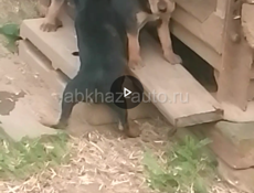 Щенки сички 