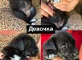 Щенки Кане Корсо 