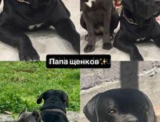Щенки Кане Корсо 