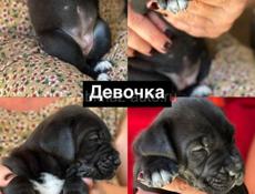 Щенки Кане Корсо 