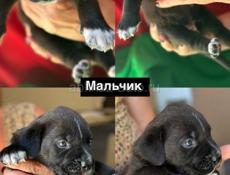 Щенки Кане Корсо 