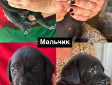 Щенки Кане Корсо 