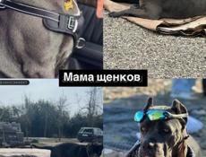 Щенки Кане Корсо 