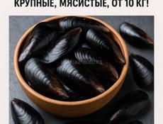 Черноморские мидии, свежие| Крупные 