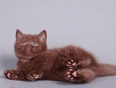 Отдам чудного котёнка в добрые руки  Центральный рынок Звонить или писать на ватсап 7752026