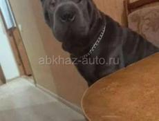 Принимаю заказы на щенков шарпея