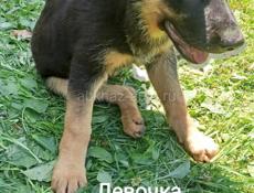 Немецкая овчарка
