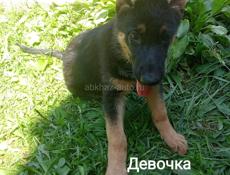 Немецкая овчарка