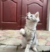 Отдаём котят в добрые и заботливые руки