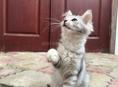 Отдаём котят в добрые и заботливые руки