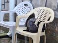 Отдаём котят в добрые и заботливые руки