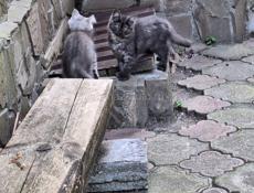Отдаём котят в добрые и заботливые руки
