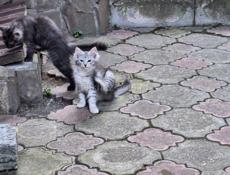 Отдаём котят в добрые и заботливые руки