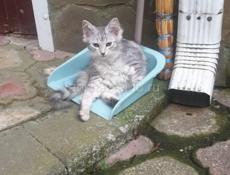 Отдаём котят в добрые и заботливые руки