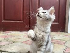 Отдаём котят в добрые и заботливые руки