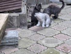 Отдаём котят в добрые и заботливые руки