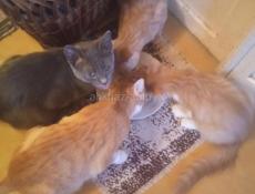 Котенок мальчик от русской голубой мамы
