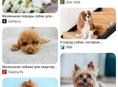Куплю щенка 