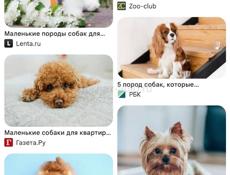 Куплю щенка 