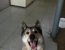 Вязки