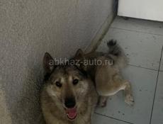 Вязки
