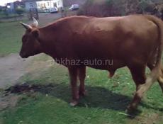Продаю быка 