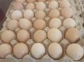 В продаже Яйца крупных пород кур для инкубации