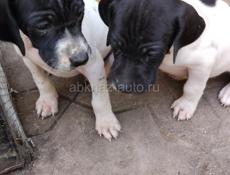 Английский Пойнтер! 